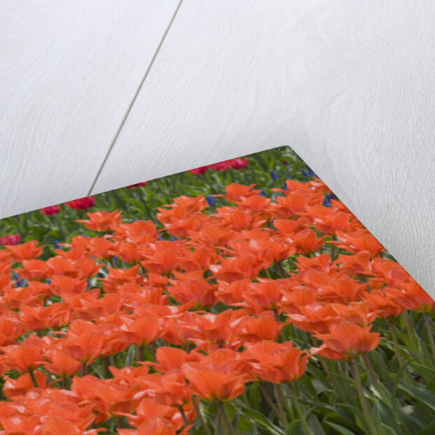 Atje Keulen Tulips by Anonymous