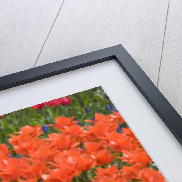 Atje Keulen Tulips by Anonymous