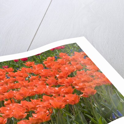 Atje Keulen Tulips by Anonymous