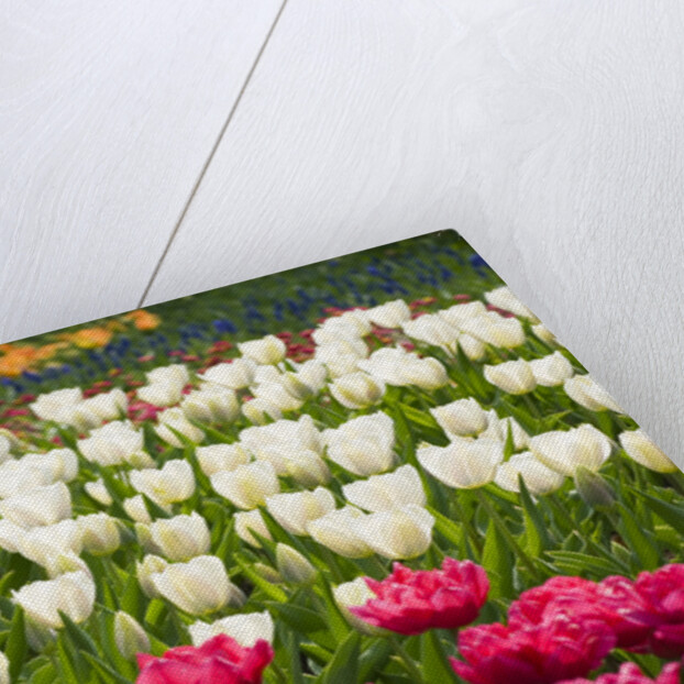 Queen of Marvel and Christmas Marvel Tulips by Anonymous