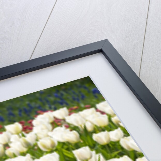 Queen of Marvel and Christmas Marvel Tulips by Anonymous