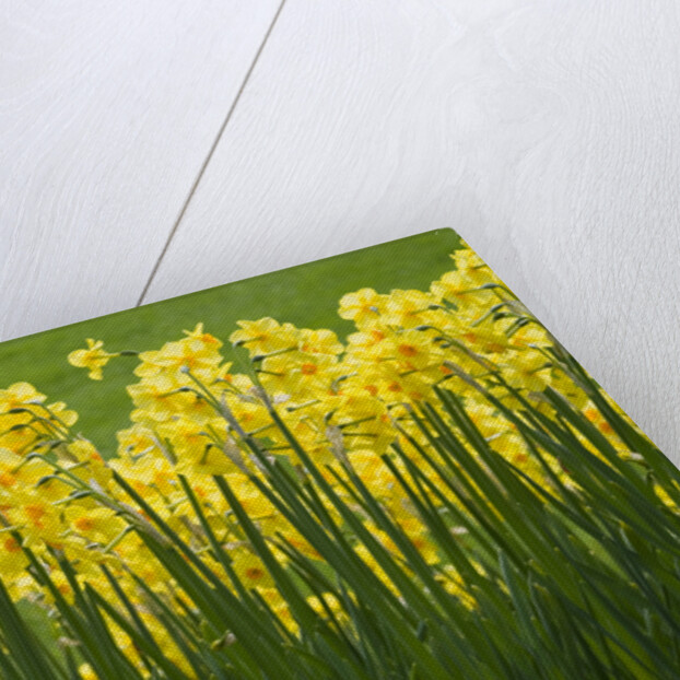 Yellow Martinette Narcissus by Anonymous