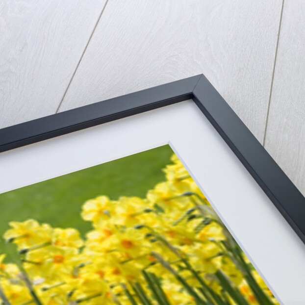 Yellow Martinette Narcissus by Anonymous