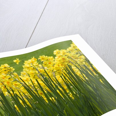 Yellow Martinette Narcissus by Anonymous