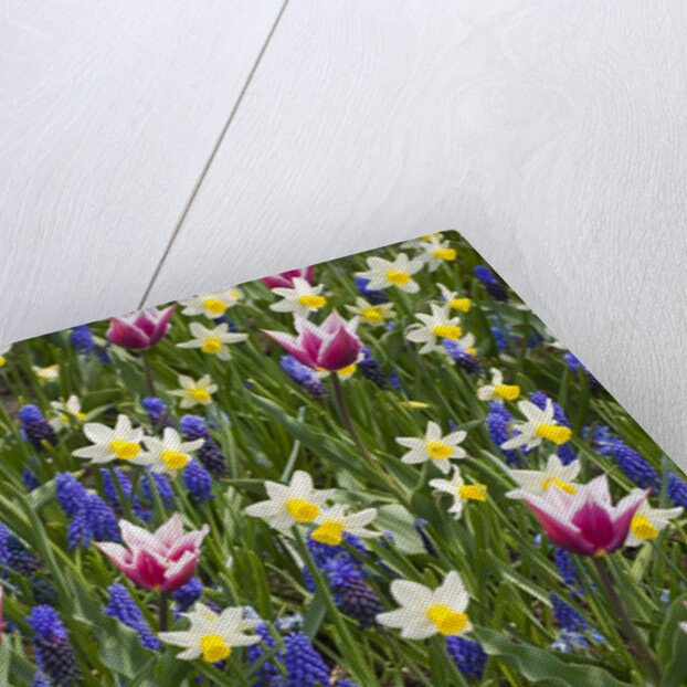 Mixed Tulips and Grape Hyacinth by Anonymous