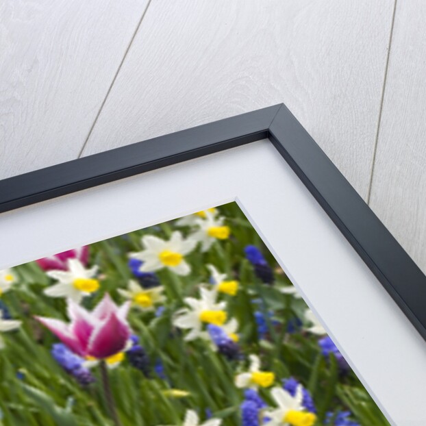 Mixed Tulips and Grape Hyacinth by Anonymous