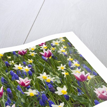 Mixed Tulips and Grape Hyacinth by Anonymous