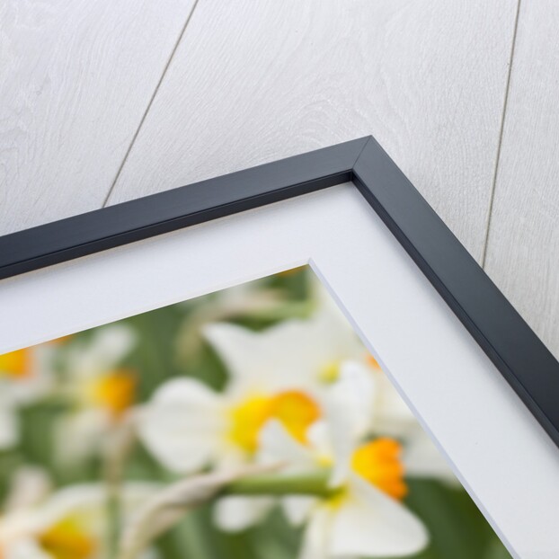 Flowerdrift Narcissus by Anonymous