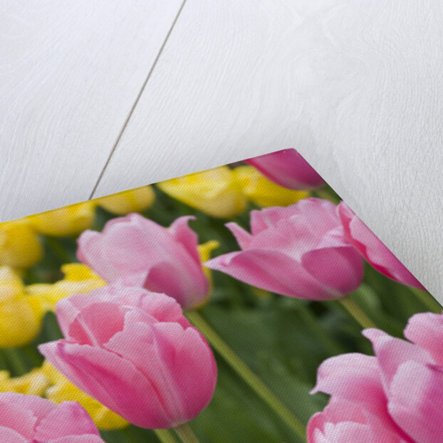 Mirella Tulips by Anonymous