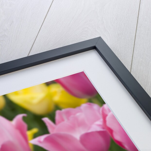 Mirella Tulips by Anonymous