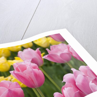 Mirella Tulips by Anonymous