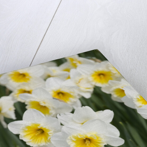 Orange Ice Follies Narcissus by Anonymous