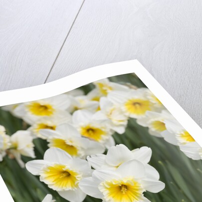 Orange Ice Follies Narcissus by Anonymous