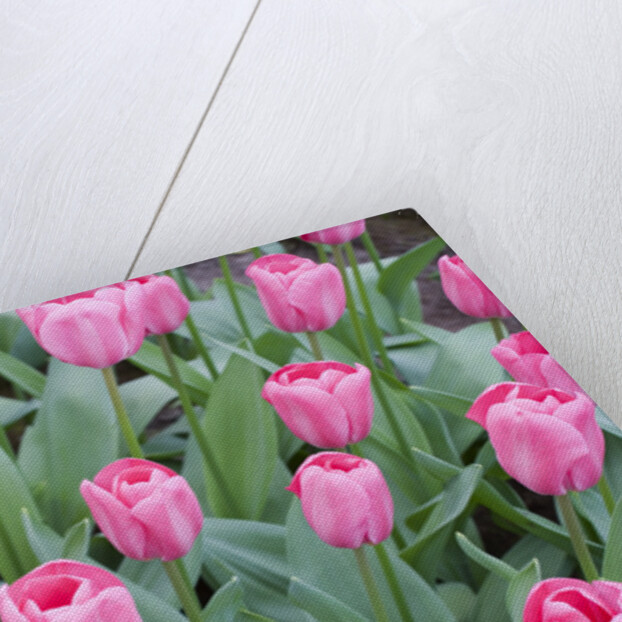 Nico Vos Tulips by Anonymous