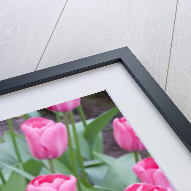 Nico Vos Tulips by Anonymous