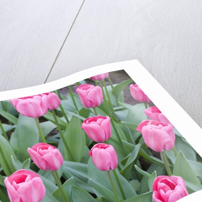 Nico Vos Tulips by Anonymous