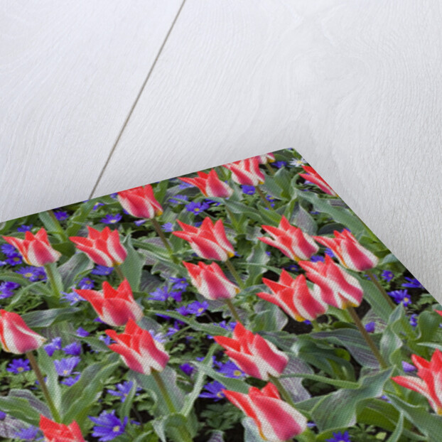 Variegated Plaisir Tulips and Blue Star Anemone by Anonymous