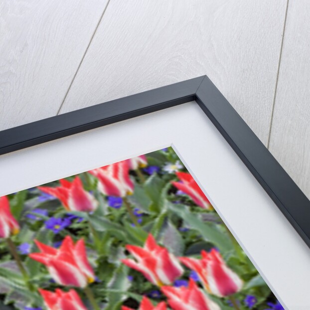 Variegated Plaisir Tulips and Blue Star Anemone by Anonymous
