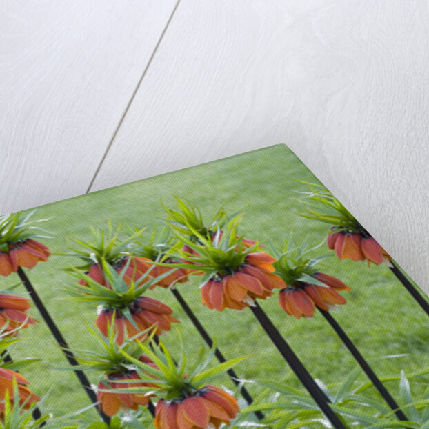 Orange Mozart Fritillaria Imperialis by Anonymous