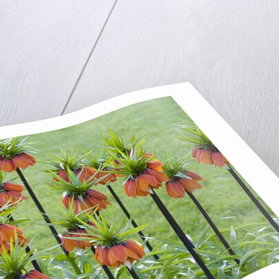 Orange Mozart Fritillaria Imperialis by Anonymous