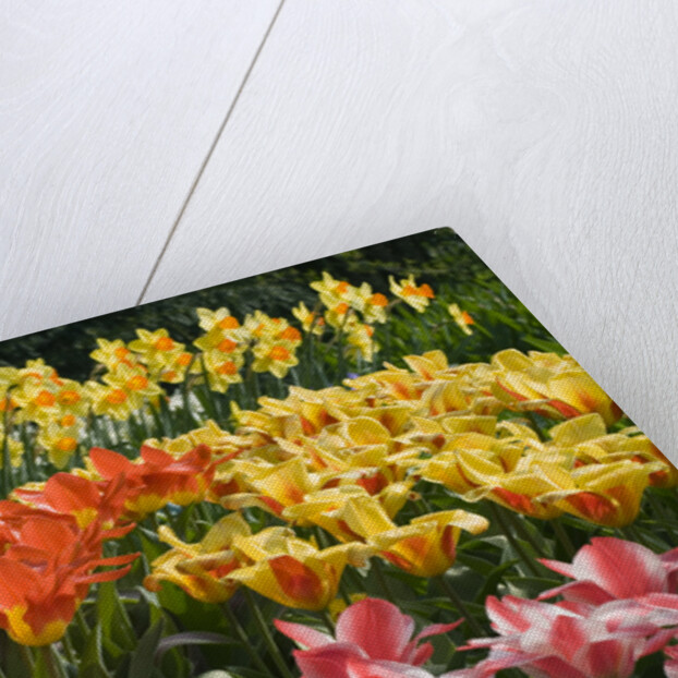 Czar Peter and Juan Tulips by Anonymous