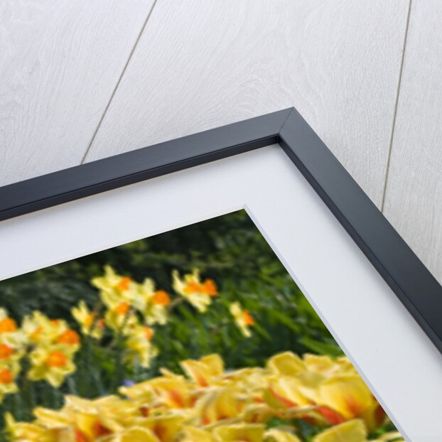 Czar Peter and Juan Tulips by Anonymous