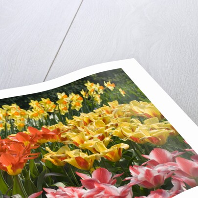 Czar Peter and Juan Tulips by Anonymous