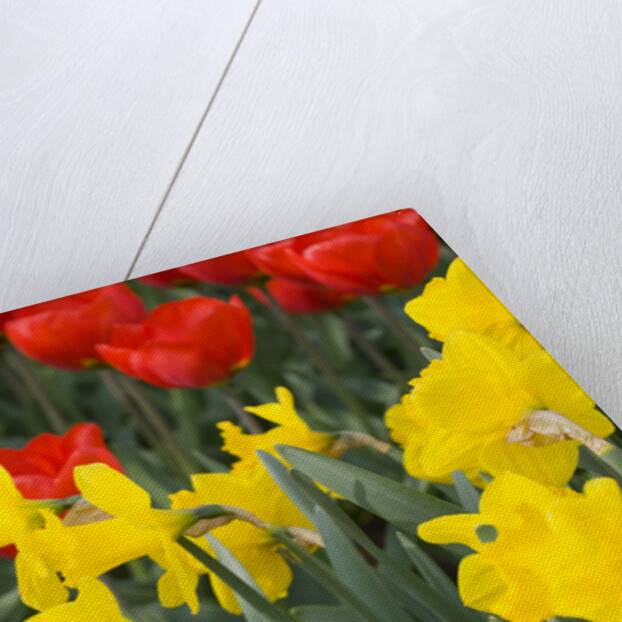 Gold Medal Narcissus and Red Paradise Tulips by Anonymous