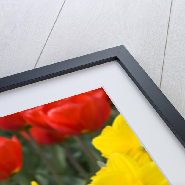 Gold Medal Narcissus and Red Paradise Tulips by Anonymous