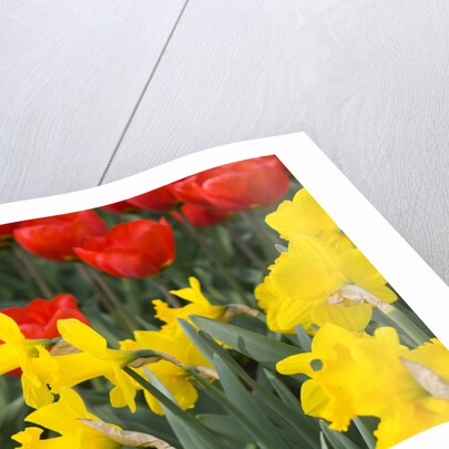 Gold Medal Narcissus and Red Paradise Tulips by Anonymous