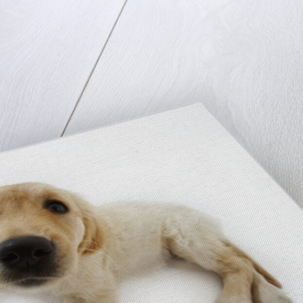 Golden Retriever Puppy Lying Down by Anonymous