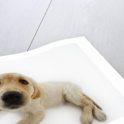 Golden Retriever Puppy Lying Down by Anonymous