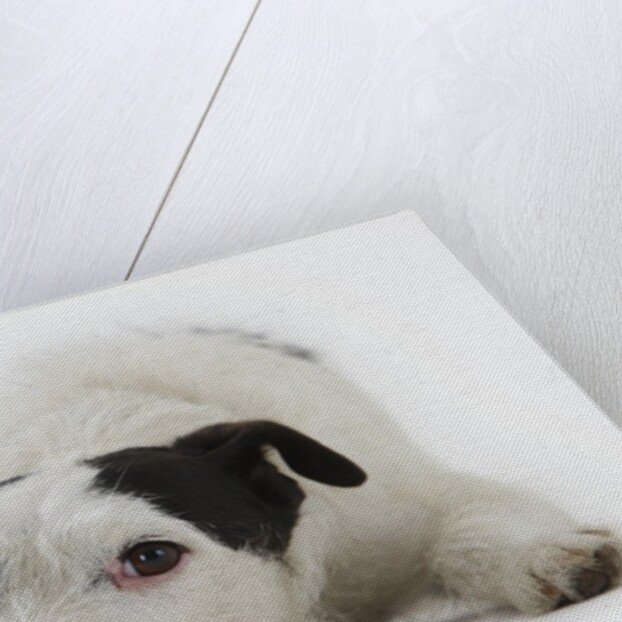 Jack Russell Terrier Lying Down by Anonymous