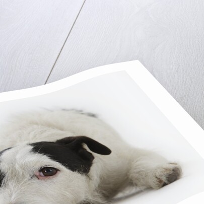Jack Russell Terrier Lying Down by Anonymous