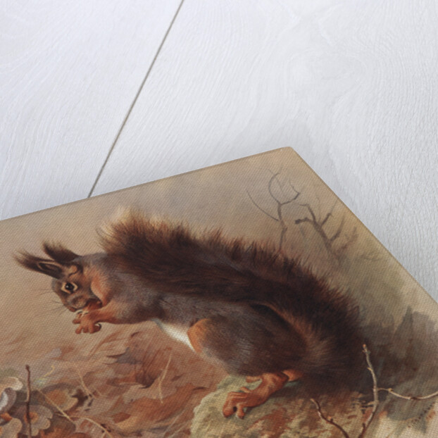 Sciurus Vulgaris: The Common Squirrel by Archibald Thorburn
