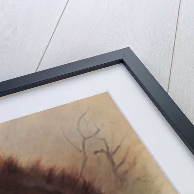 Sciurus Vulgaris: The Common Squirrel by Archibald Thorburn