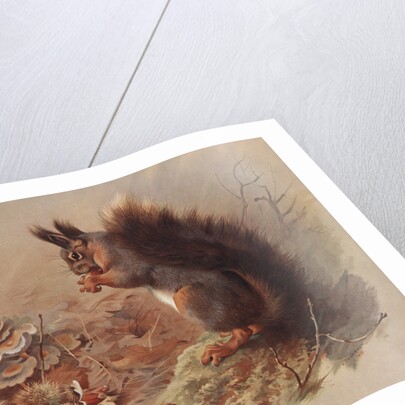 Sciurus Vulgaris: The Common Squirrel by Archibald Thorburn
