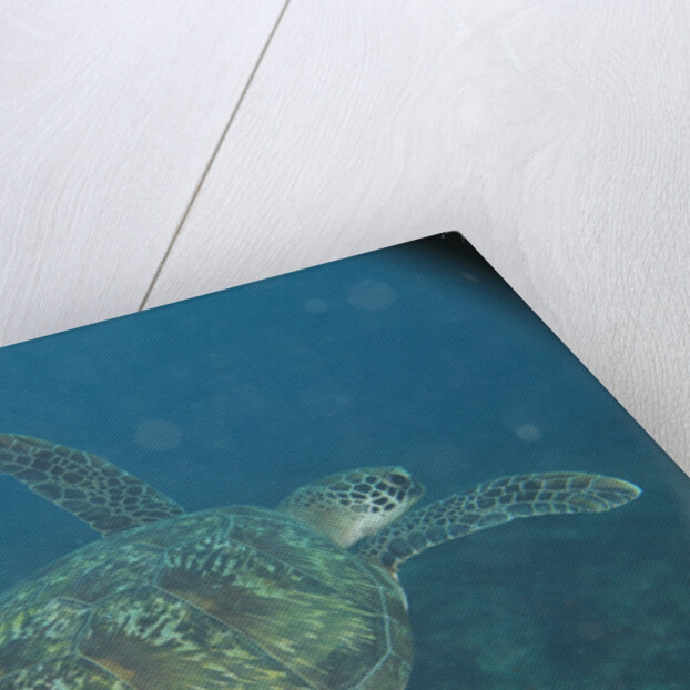 Green Turtle in Indian Ocean by Anonymous