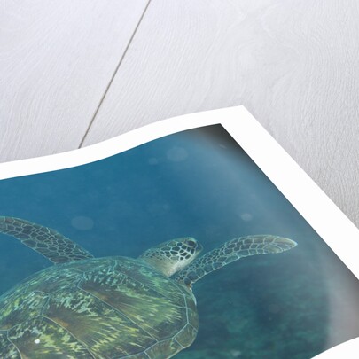Green Turtle in Indian Ocean by Anonymous