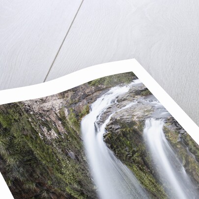 Whangerei Falls in Rainforest by Anonymous