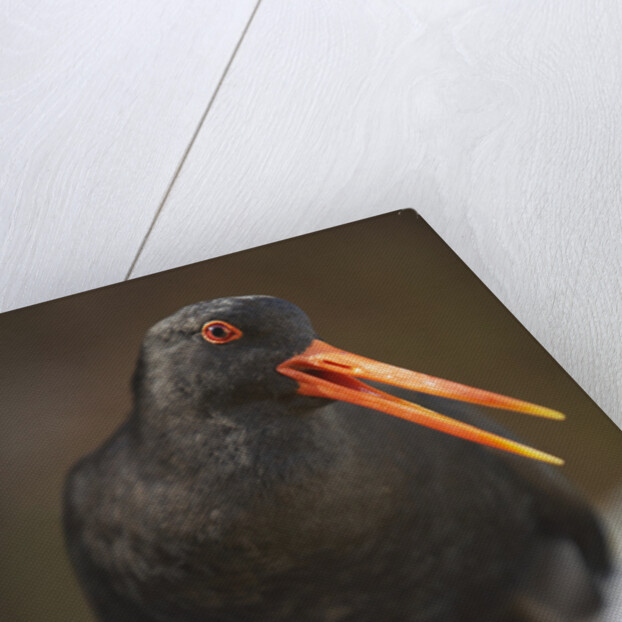 Variable Oystercatcher by Anonymous