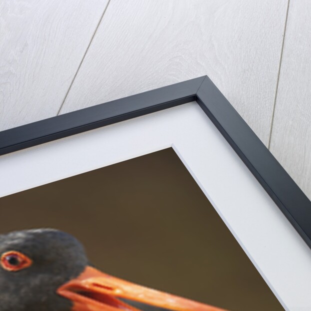 Variable Oystercatcher by Anonymous
