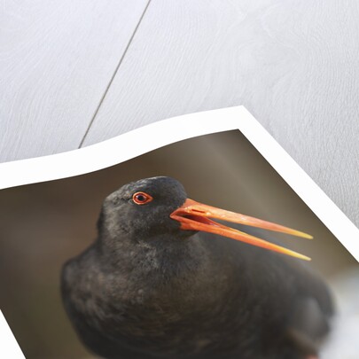 Variable Oystercatcher by Anonymous