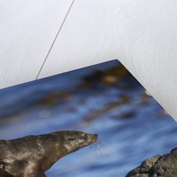 New Zealand Fur Seal by Anonymous