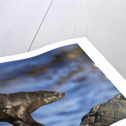 New Zealand Fur Seal by Anonymous