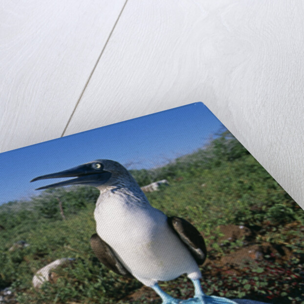 Blue Footed Boobie in Galapagos Islands National Park by Anonymous
