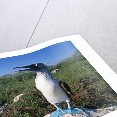 Blue Footed Boobie in Galapagos Islands National Park by Anonymous