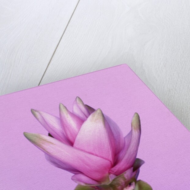 Pink Curcuma Flower by Anonymous