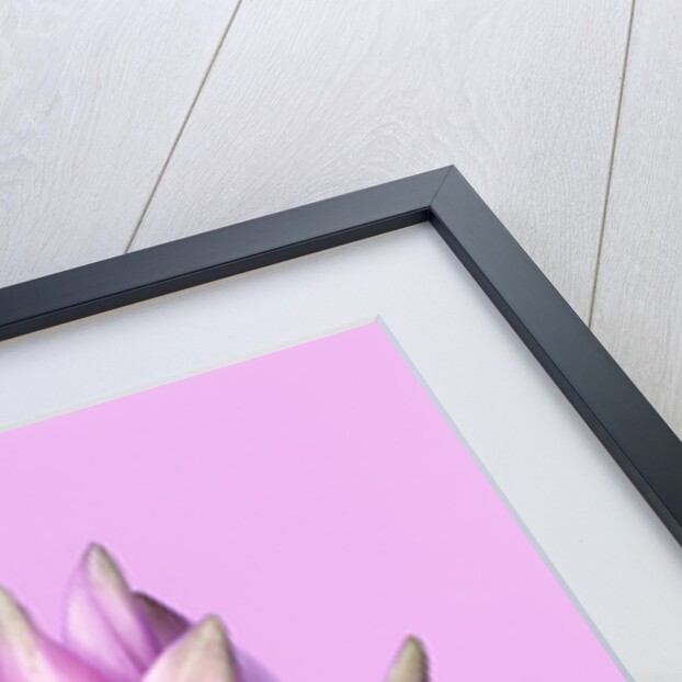 Pink Curcuma Flower by Anonymous