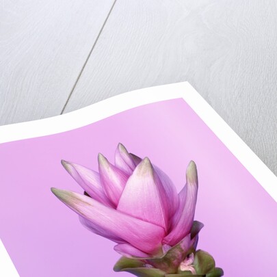 Pink Curcuma Flower by Anonymous